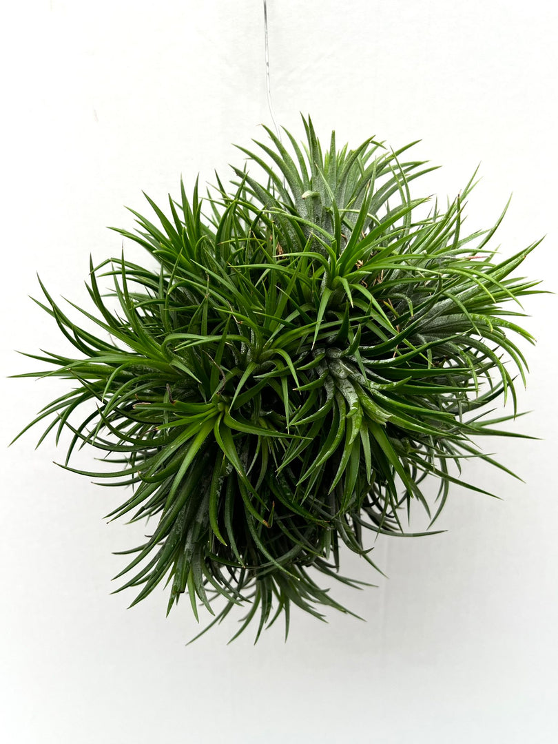 Tillandsia Ionantha Jumbo