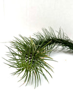 Carica l&#39;immagine nel visualizzatore Galleria, Tillandsia funckiana
