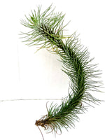 Carica l&#39;immagine nel visualizzatore Galleria, Tillandsia funckiana
