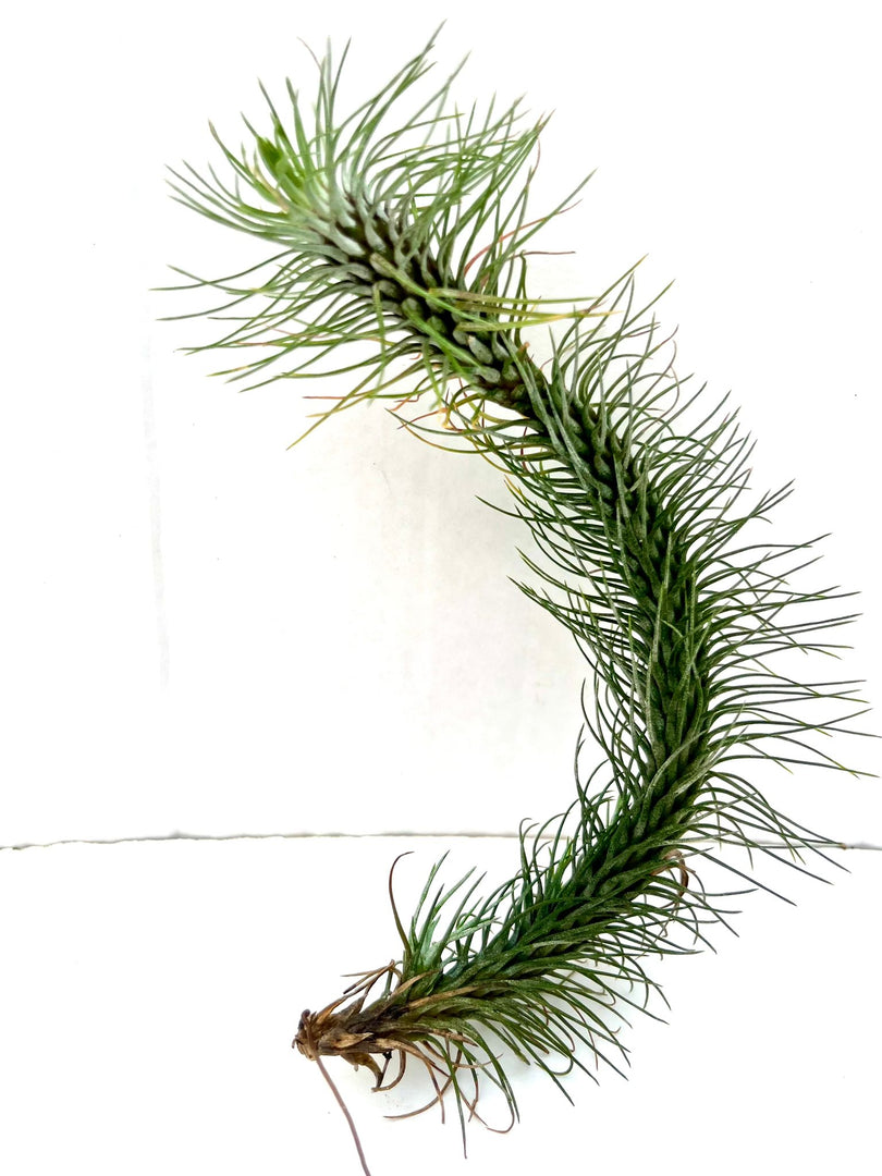 Tillandsia funckiana