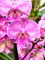 Carica l'immagine nel visualizzatore Galleria, Phalaenopsis Manta Romblon - Big Lip