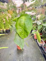 Carica l&#39;immagine nel visualizzatore Galleria, Anthurium peltigerum XXL
