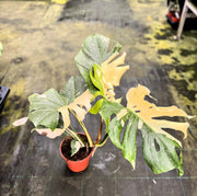 Monstera deliciosa 'Thai Constellation'