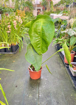 Carica l&#39;immagine nel visualizzatore Galleria, Anthurium peltigerum XXL
