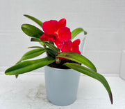 Slc. Orpetii x Sophronitis brevipedunculata