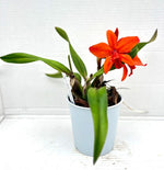 Carica l&#39;immagine nel visualizzatore Galleria, Slc. Orpetii &#39;Hidden Treasure 4N&#39; AM/AOS x Slc. Seagulls Apricot &#39;Choice Morsel&#39;
