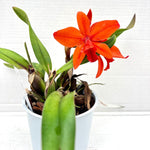 Carica l&#39;immagine nel visualizzatore Galleria, Slc. Orpetii &#39;Hidden Treasure 4N&#39; AM/AOS x Slc. Seagulls Apricot &#39;Choice Morsel&#39;
