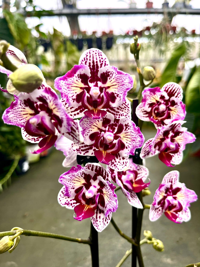 Phalaenopsis Lianher Happy Pearl - Peloric