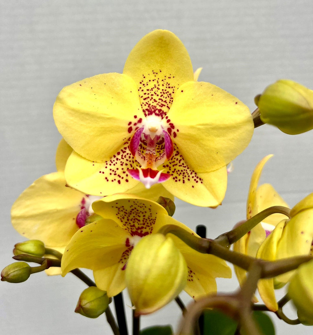 Phalaenopsis Dragon Tree Mark's 'Dragon Tree Oriole' (Dragon Lady)
