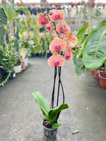 Carica l&#39;immagine nel visualizzatore Galleria, Phalaenopsis Caribbean Dream
