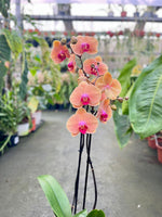 Carica l&#39;immagine nel visualizzatore Galleria, Phalaenopsis Caribbean Dream
