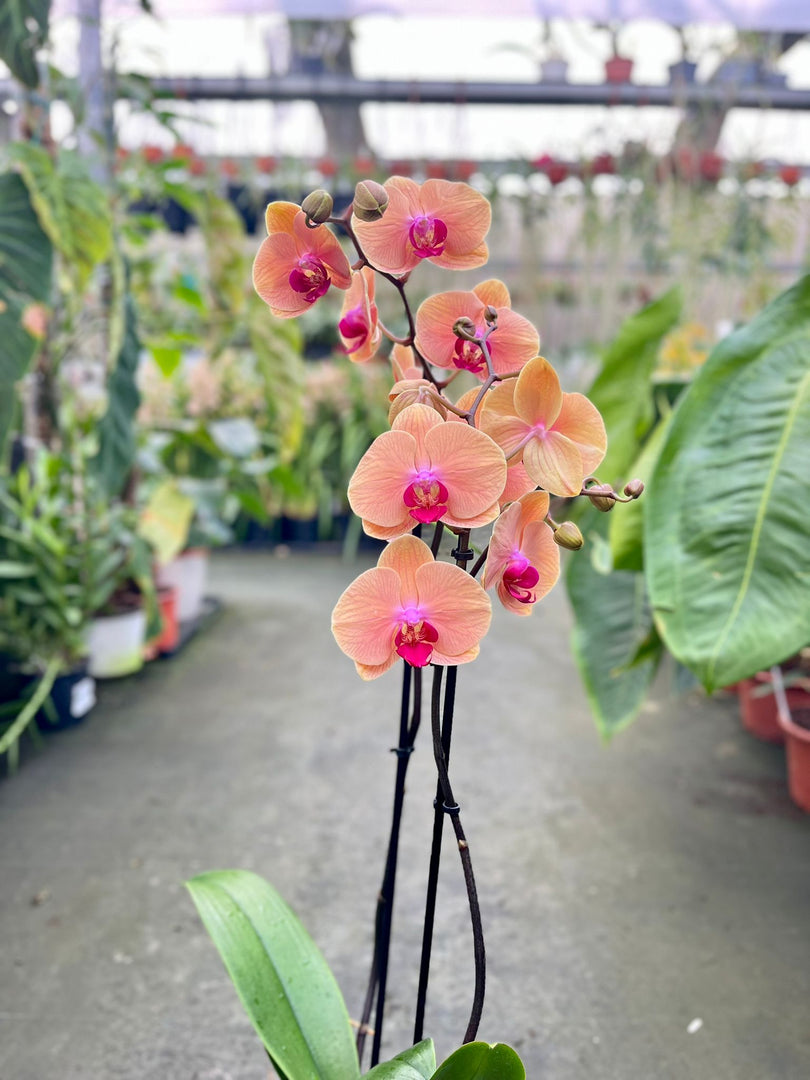Phalaenopsis Caribbean Dream