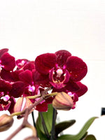 Carica l&#39;immagine nel visualizzatore Galleria, Phalaenopsis Dark Legend
