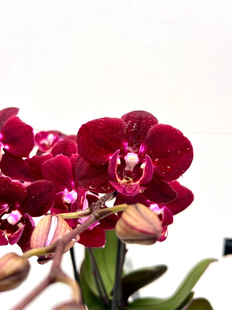 Phalaenopsis Dark Legend