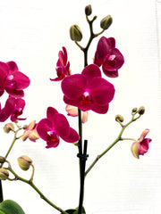 Phalaenopsis Ruyi Rose