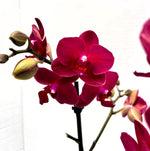 Carica l'immagine nel visualizzatore Galleria, Phalaenopsis Ruyi Rose