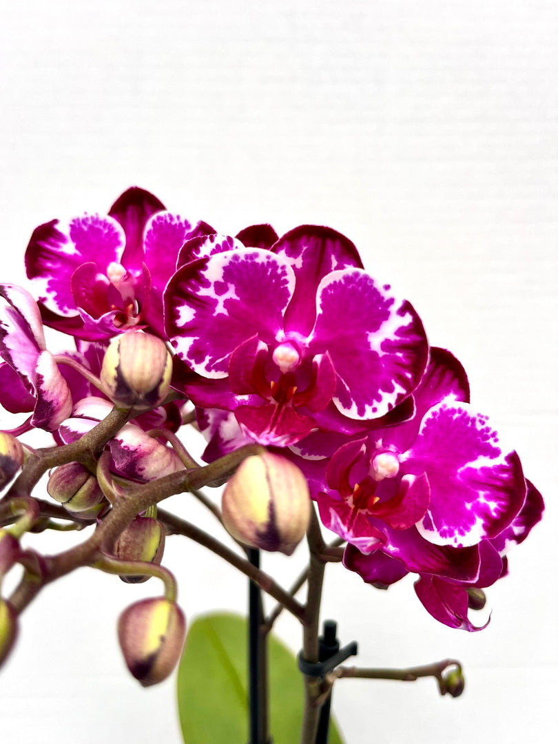 Phalaenopsis Ming Yuan Rainbow