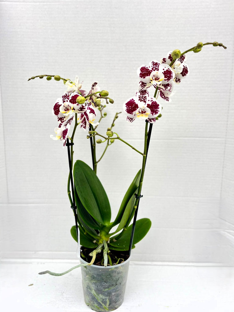 Phalaenopsis Lioulin Berry
