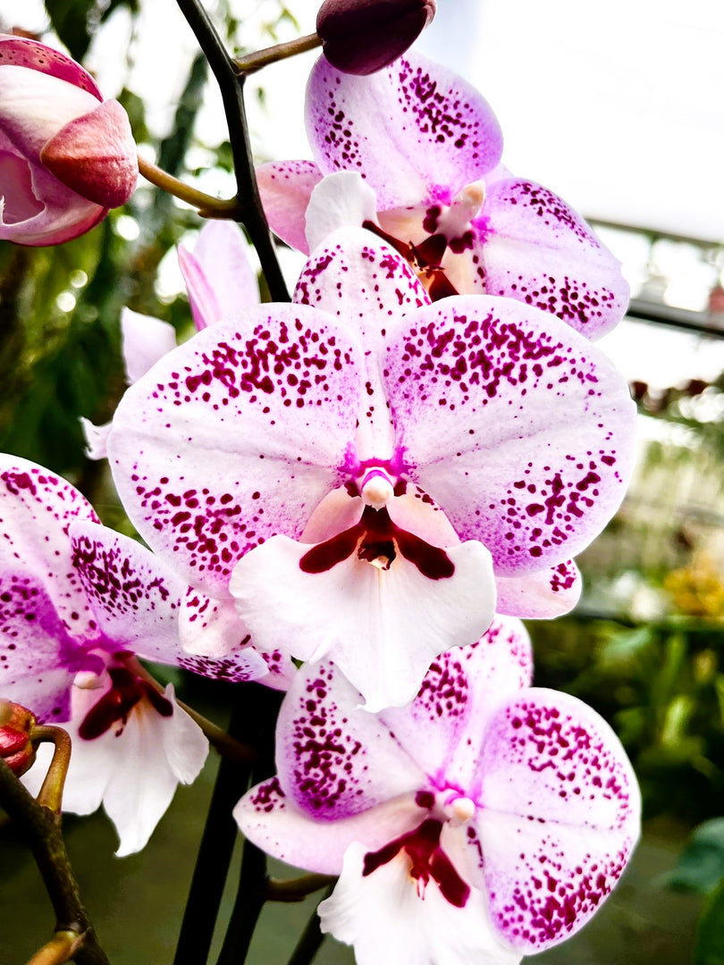 Phalaenopsis Miki Dancer - Big Lip