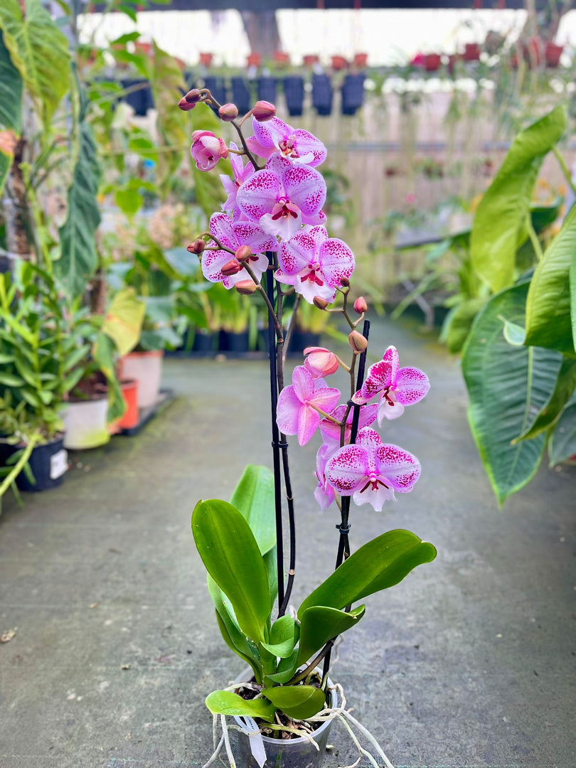 Phalaenopsis Miki Dancer - Big Lip
