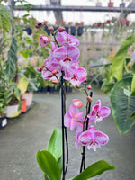 Carica l'immagine nel visualizzatore Galleria, Phalaenopsis Miki Dancer - Big Lip