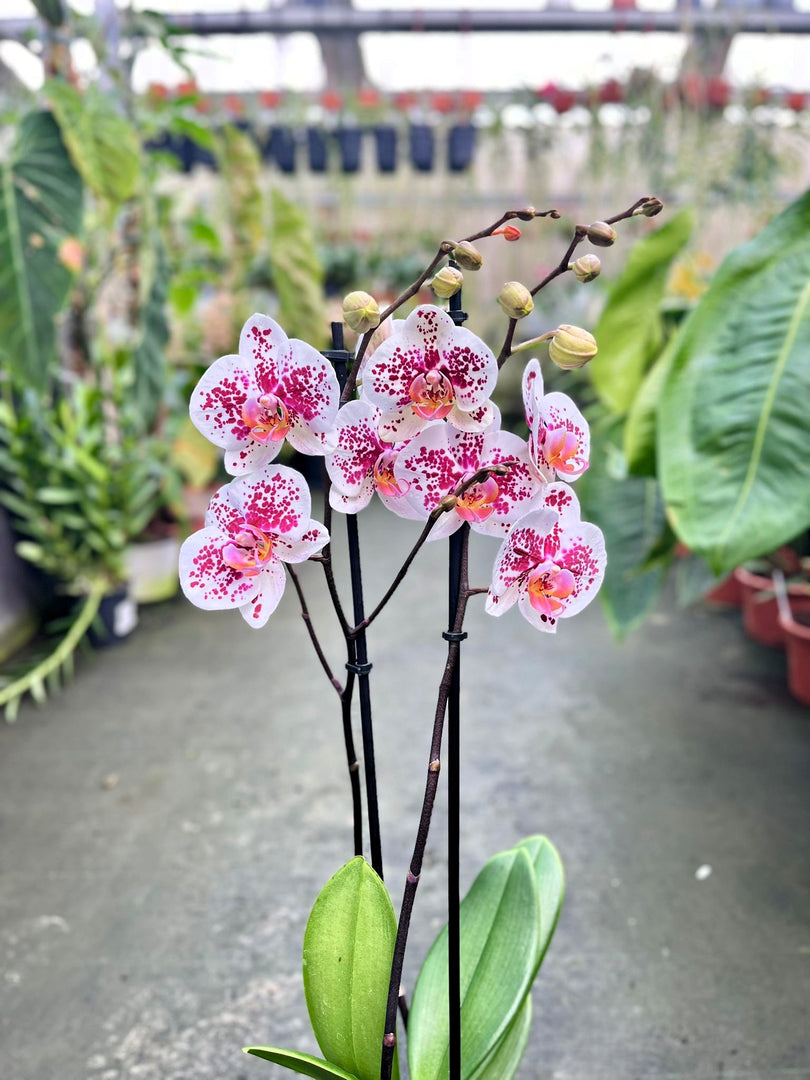 Phalaenopsis Miki Dancer '68'