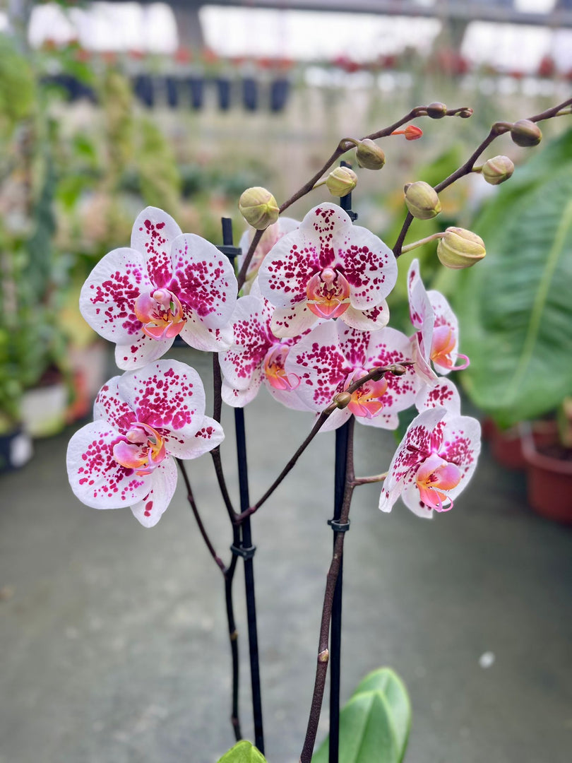 Phalaenopsis Miki Dancer '68'