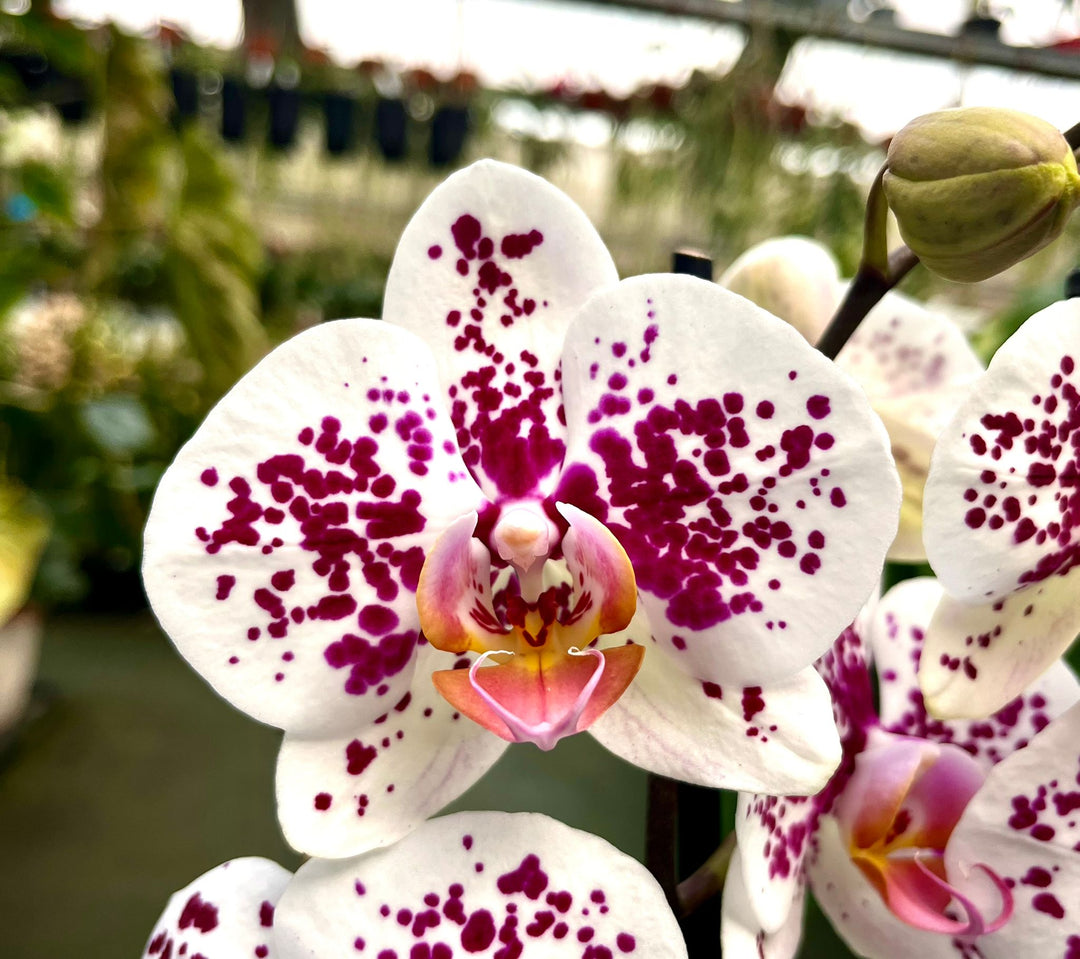 Phalaenopsis Miki Dancer '68'