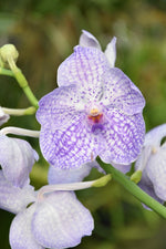 Carica l&#39;immagine nel visualizzatore Galleria, Vanda Light Blue Mosaic
