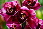 Load image into Gallery viewer, Cymbidium Eternal Red