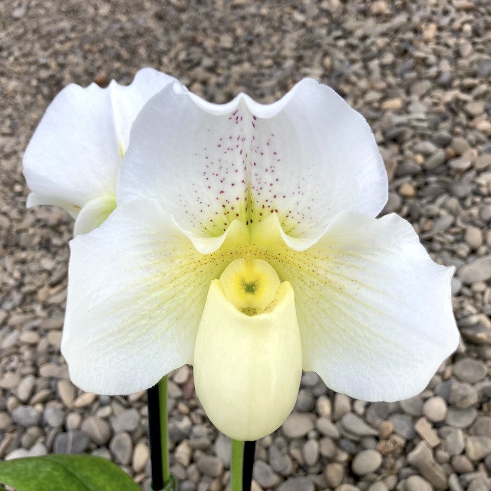 Paphiopedilum White Lady (White Knight × Ice Age)