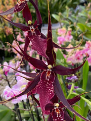 Wilhelmara Pinot Princess 'Dark Side of the Moon'