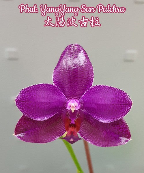 Phalaenopsis YangYang Sun Pulchra (Phal. Mituo Sun x pulchra)