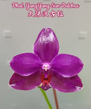 Phalaenopsis YangYang Sun Pulchra (Phal. Mituo Sun x pulchra)