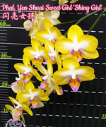 Carica l&#39;immagine nel visualizzatore Galleria, Phalaenopsis Yen Shuai Sweet Girl &#39;Shiny Girl&#39;
