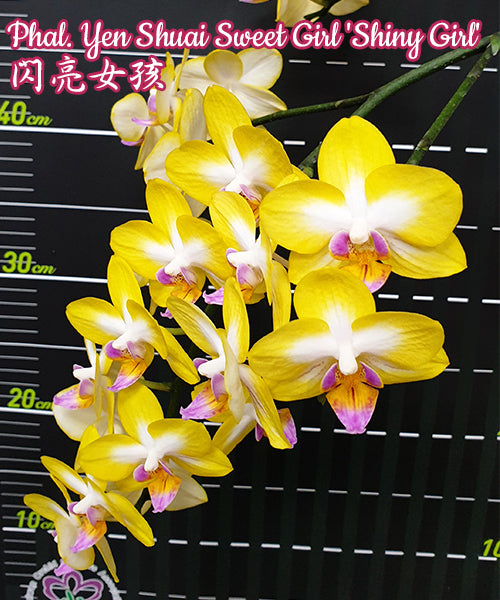 Phalaenopsis Yen Shuai Sweet Girl 'Shiny Girl'