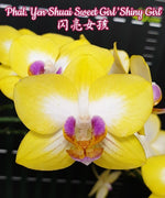 Carica l&#39;immagine nel visualizzatore Galleria, Phalaenopsis Yen Shuai Sweet Girl &#39;Shiny Girl&#39;
