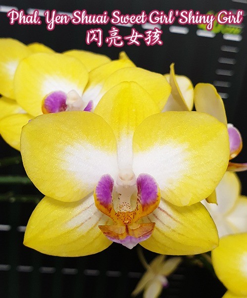 Phalaenopsis Yen Shuai Sweet Girl 'Shiny Girl'