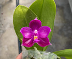 Carica l'immagine nel visualizzatore Galleria, Phalaenopsis Shingher Pure Love x bellina coerulea