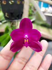 Phalaenopsis Shingher Pure Love x bellina coerulea