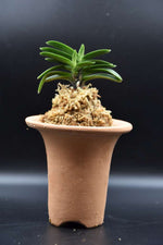 Carica l'immagine nel visualizzatore Galleria, Neofinetia falcata 'Yodonomatsu' 淀の松