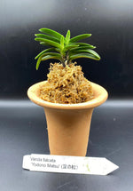 Carica l'immagine nel visualizzatore Galleria, Neofinetia falcata 'Yodonomatsu' 淀の松