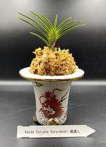 Carica l'immagine nel visualizzatore Galleria, Neofinetia falcata 'Yoroidōshi' 鎧通し