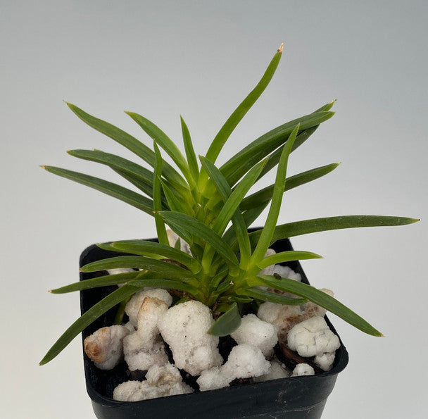 Neofinetia falcata 'Aojiku Yoroidōshi'  青軸鎧通し