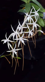 Carica l&#39;immagine nel visualizzatore Galleria, Ypsilopus amaniensis syn. Rangeris amaniensis
