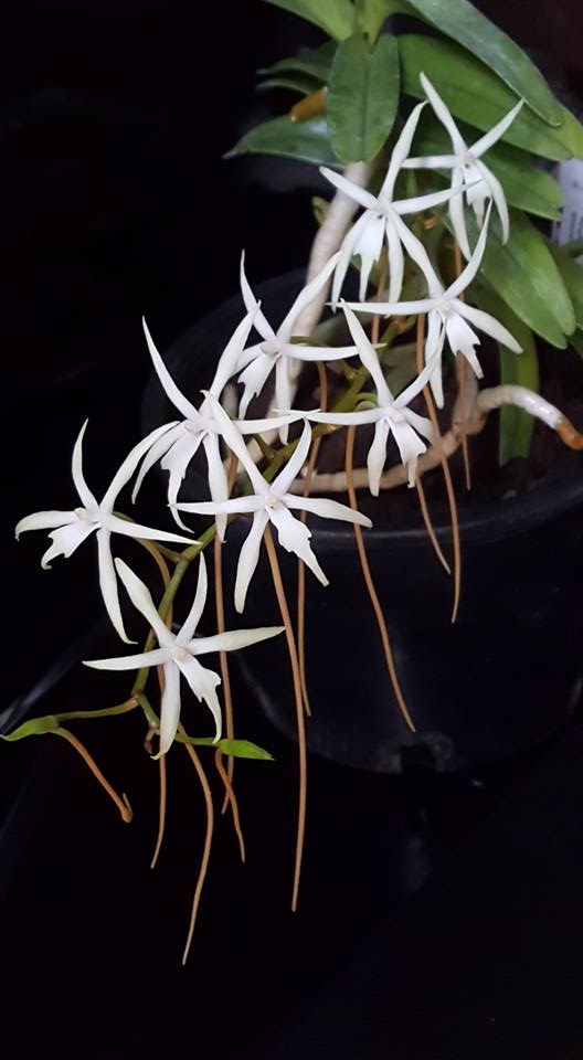 Ypsilopus amaniensis syn. Rangeris amaniensis