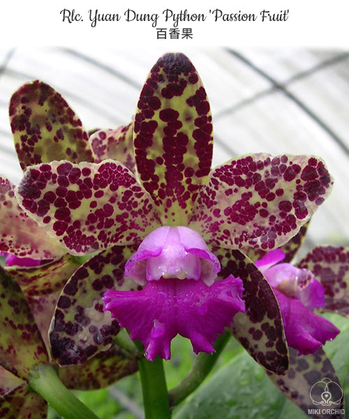 Rhyncholaeliocattleya Yuan Dung Python 'Passion Fruit'