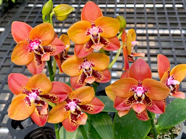 Phalaenopsis Zheng Min Anaconda 'CL-01' Mainshow