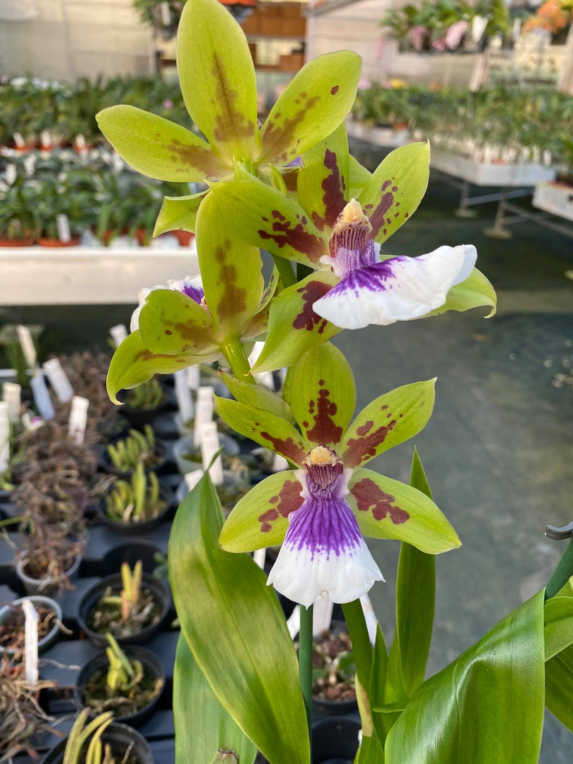 Zygoneria Adelaide Meadows