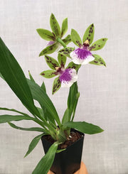 Zygoneria Adelaide Meadows